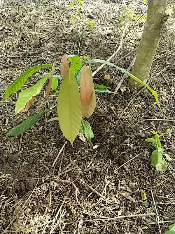 tree image