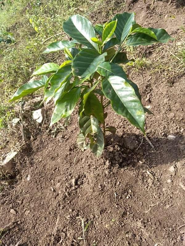 tree image