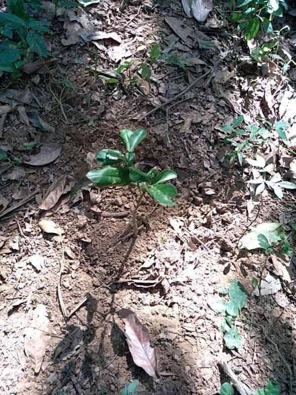 tree image