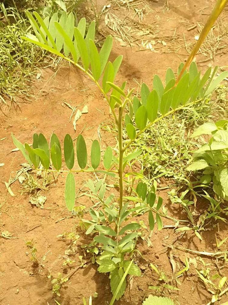 tree image