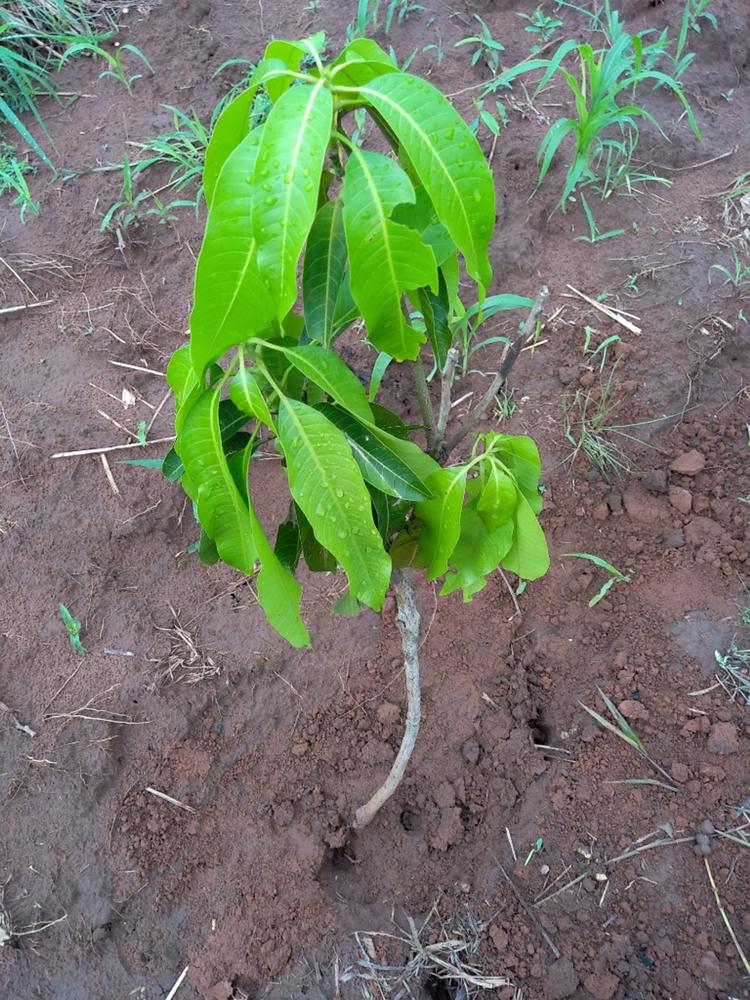 tree image
