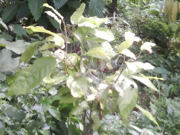 tree image