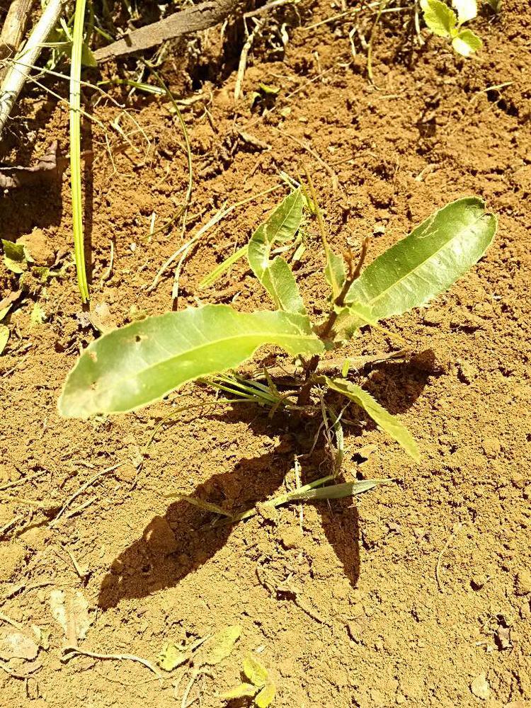 tree image