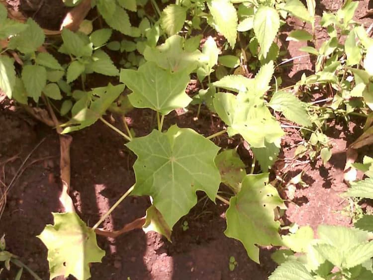 tree image