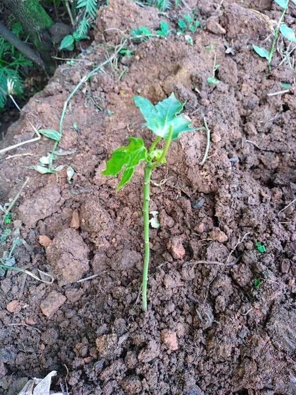 tree image