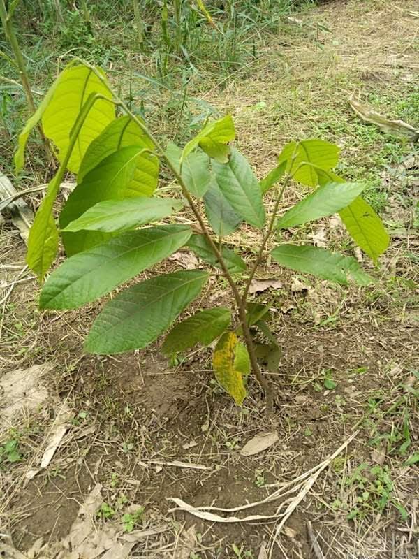 tree image