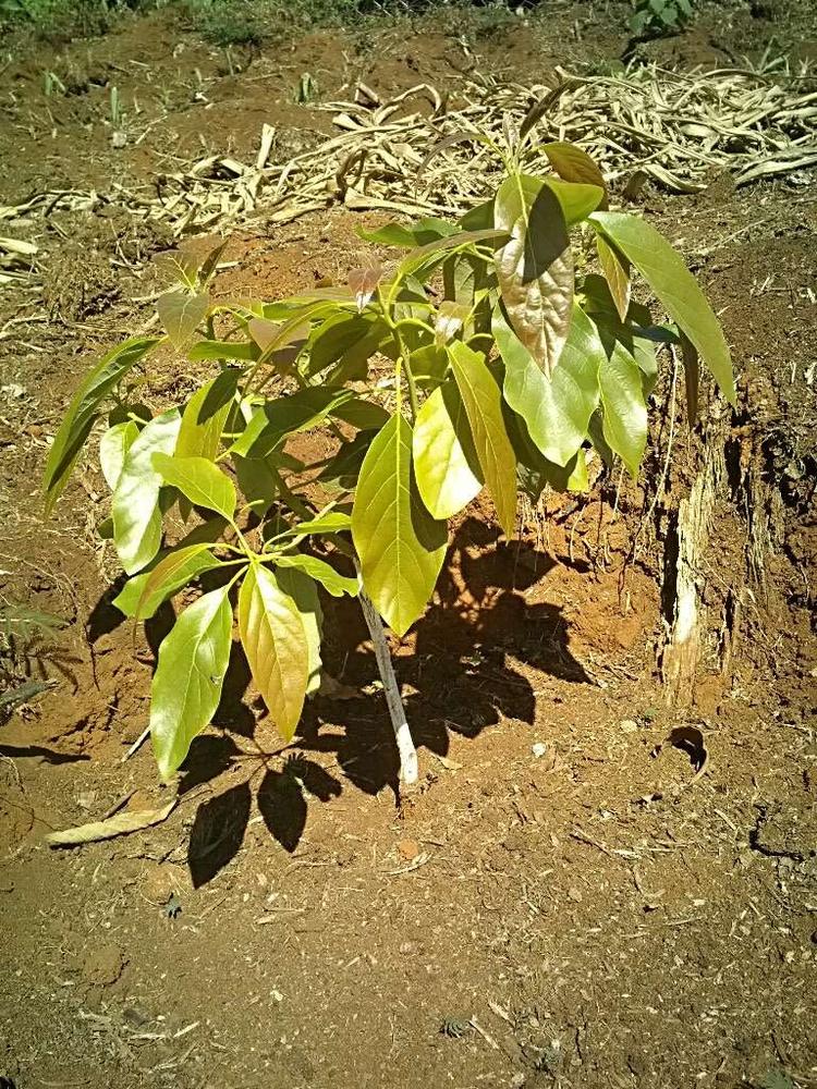 tree image