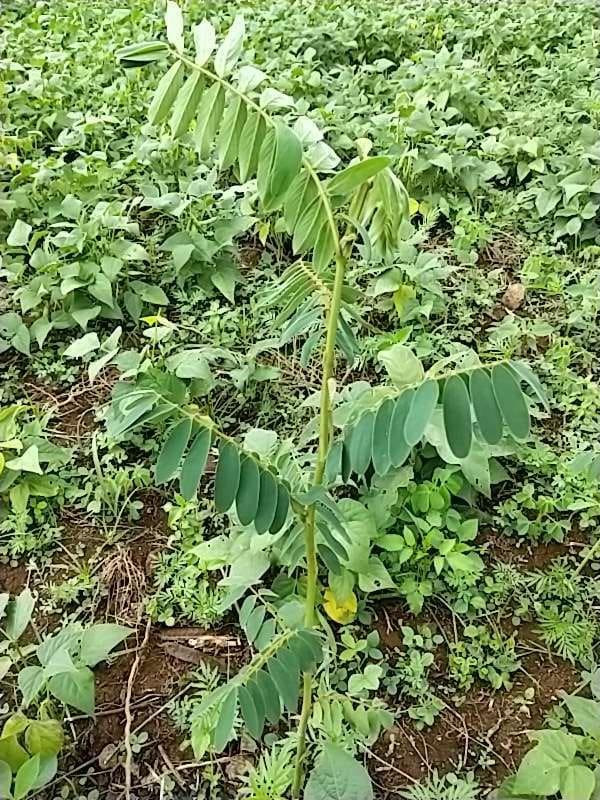 tree image