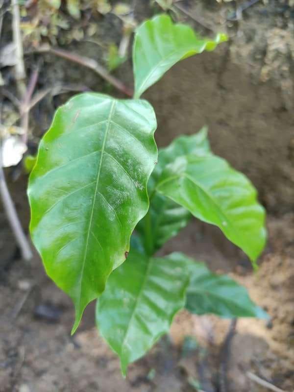 tree image