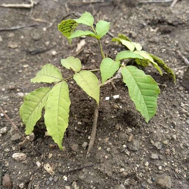 tree image
