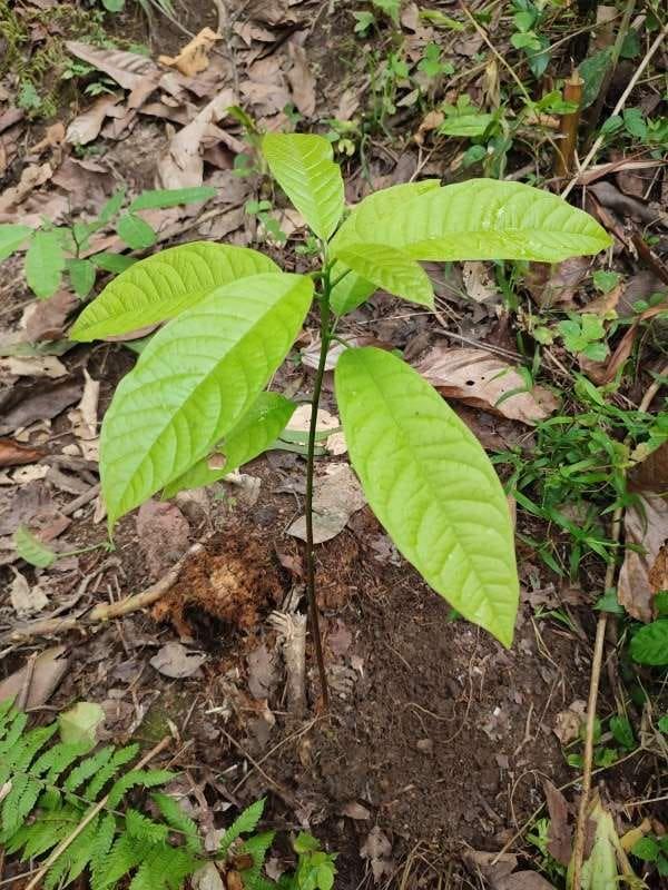 tree image