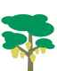 Jackfruit
