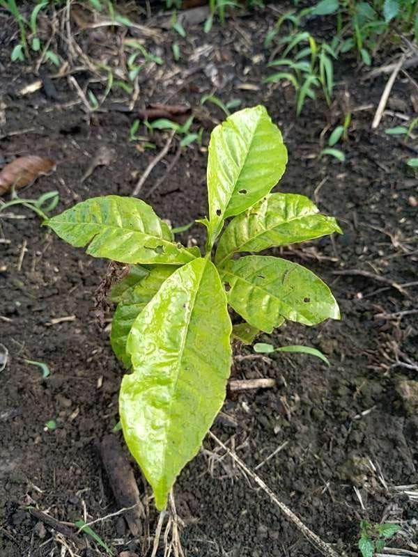 tree image