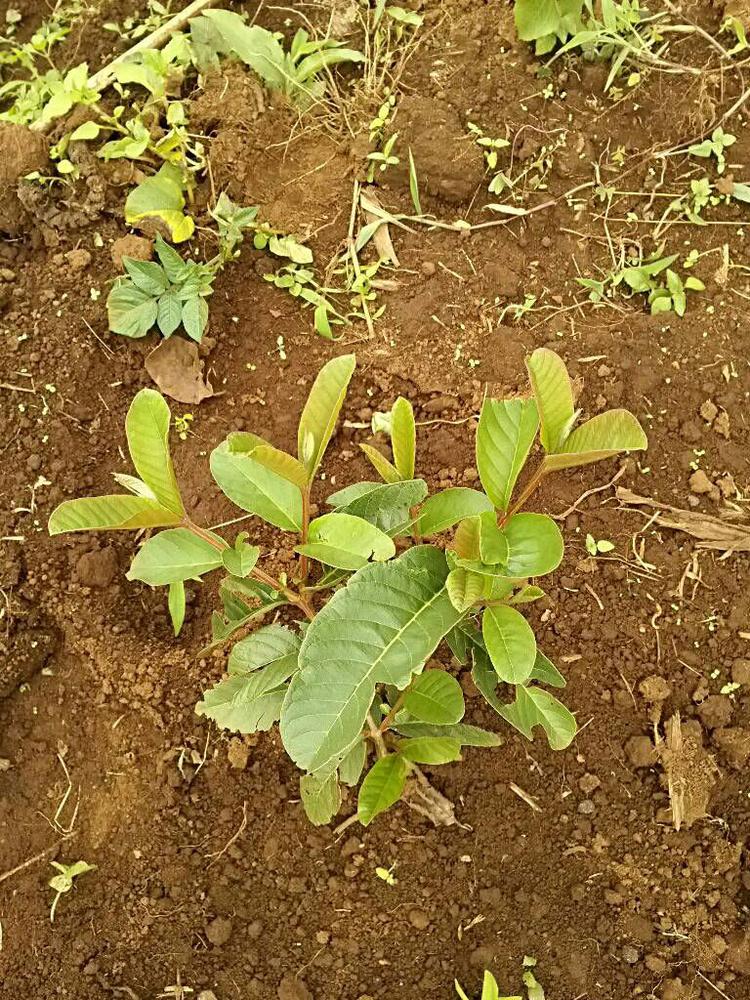 tree image