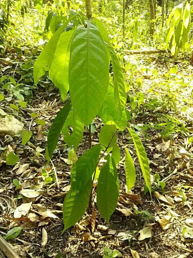 tree image