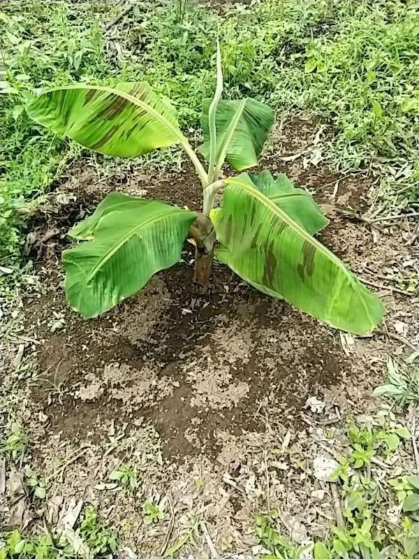 tree image