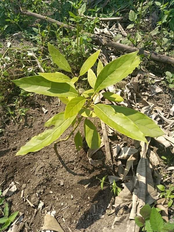 tree image