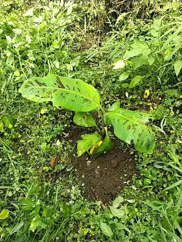 tree image