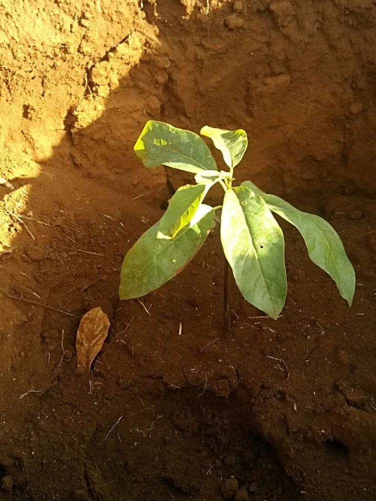 tree image