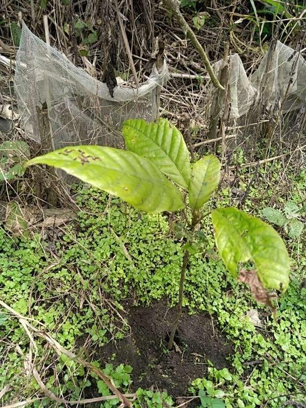 tree image