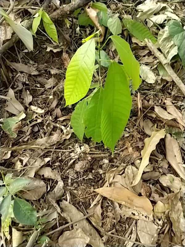 tree image