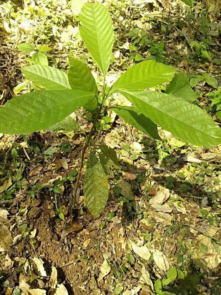 tree image