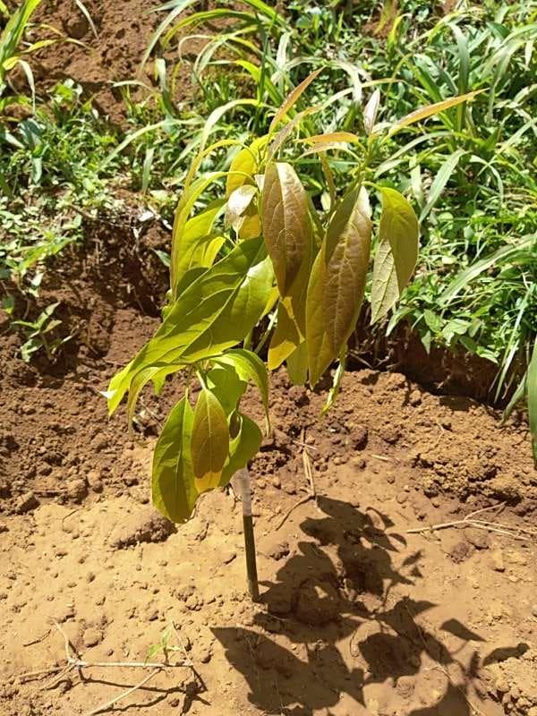 tree image