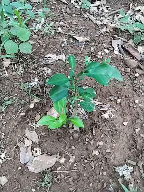 tree image