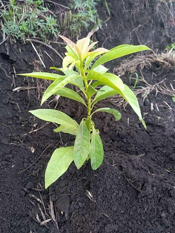 tree image