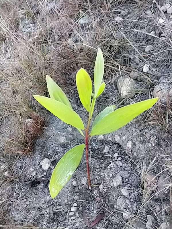 tree image