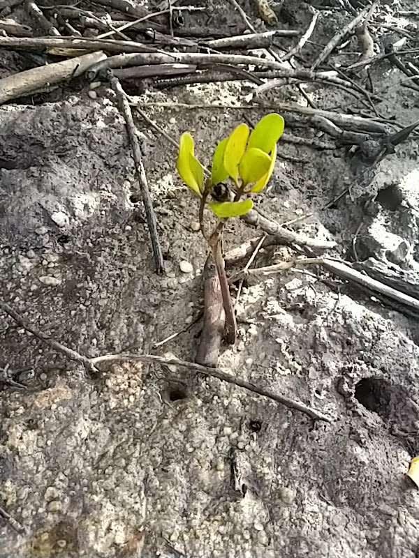 tree image