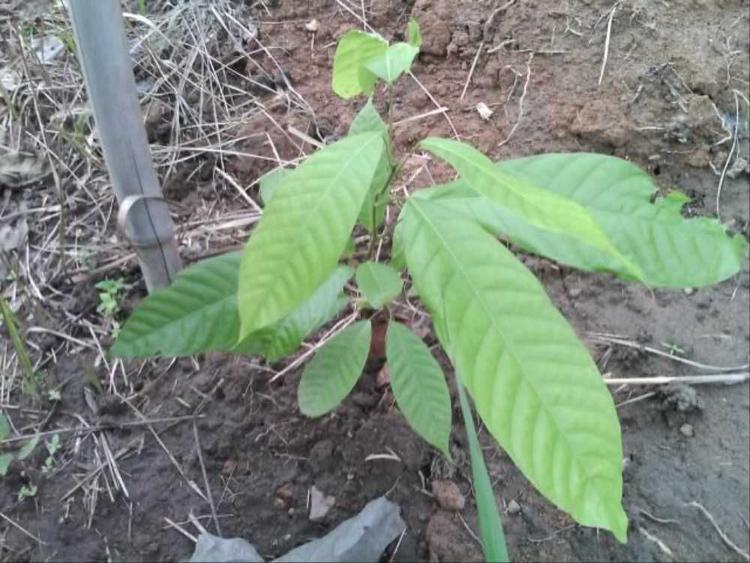 tree image