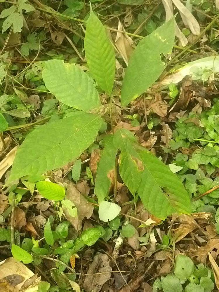 tree image