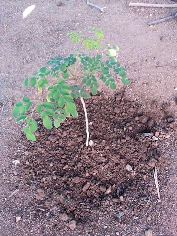 tree image