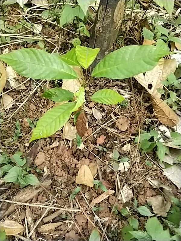 tree image