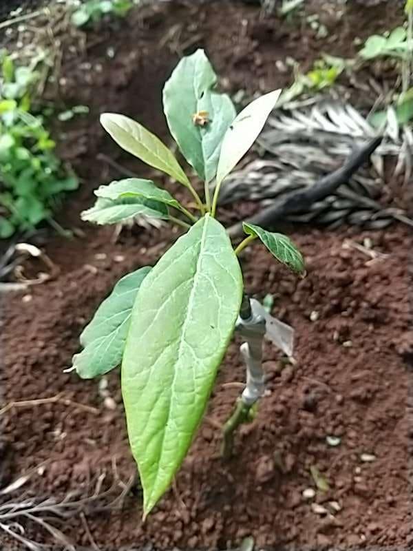 tree image
