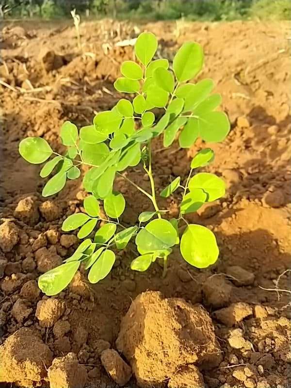 tree image