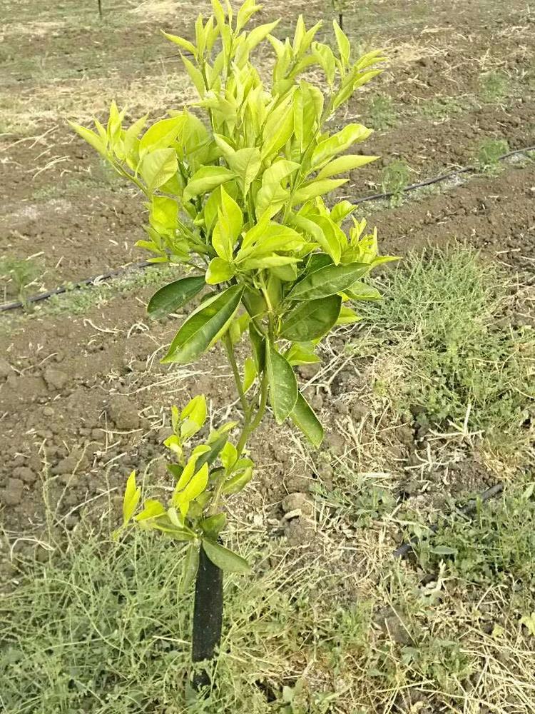 tree image