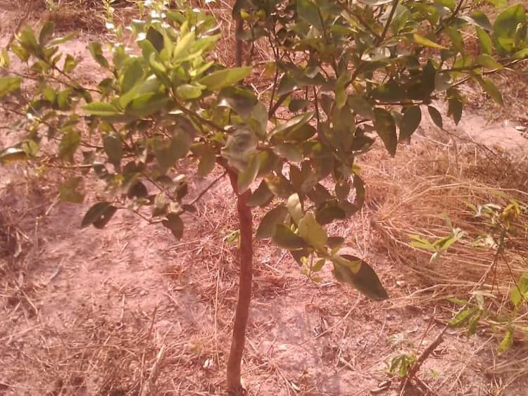 tree image