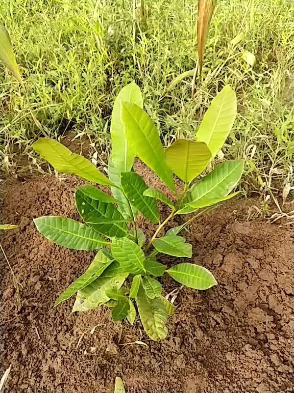tree image