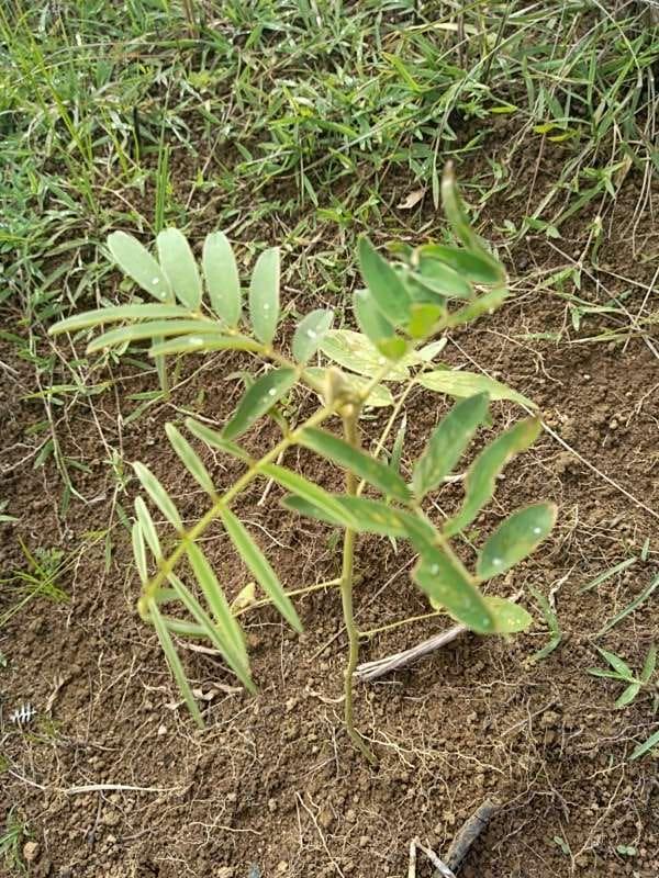 tree image