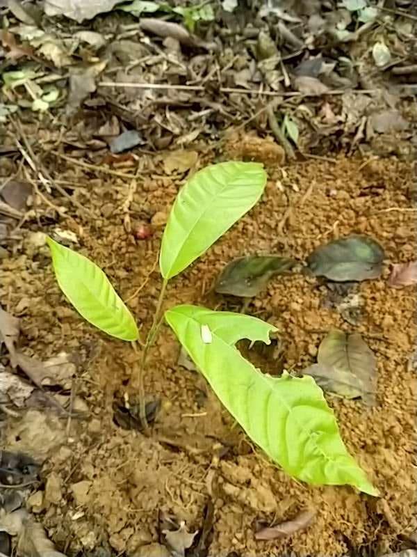 tree image