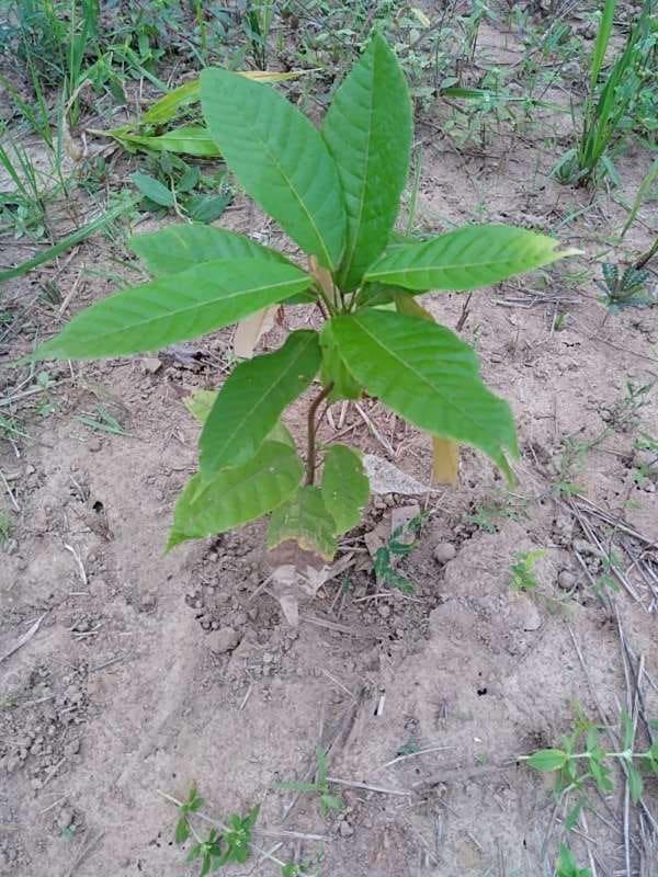 tree image