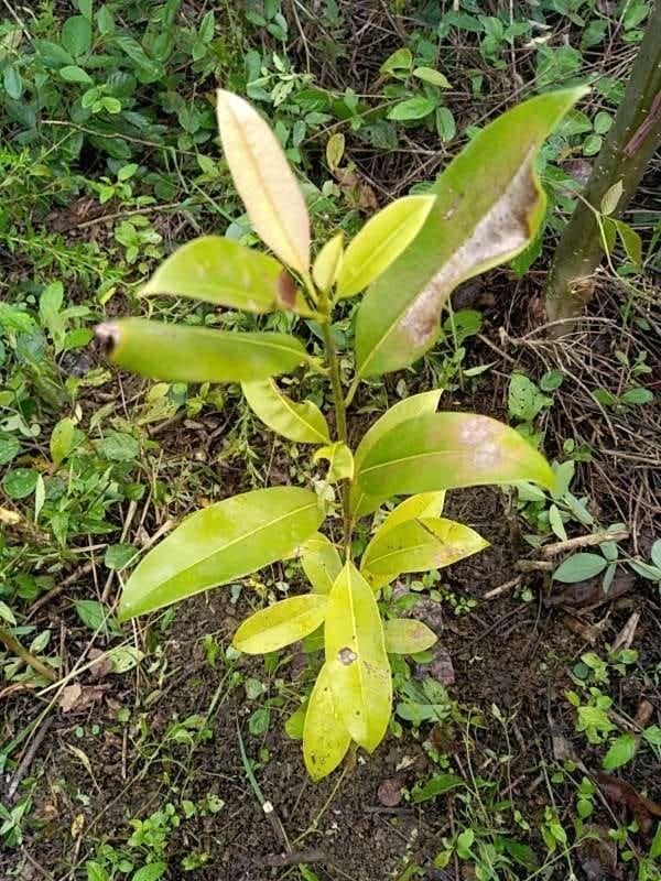 tree image
