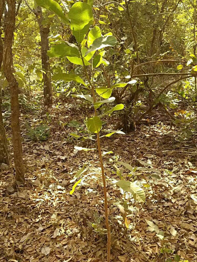 tree image