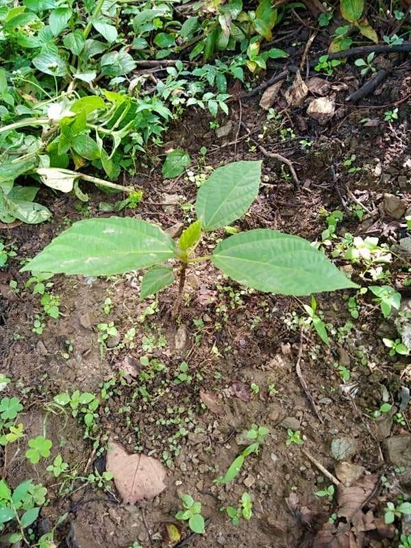 tree image