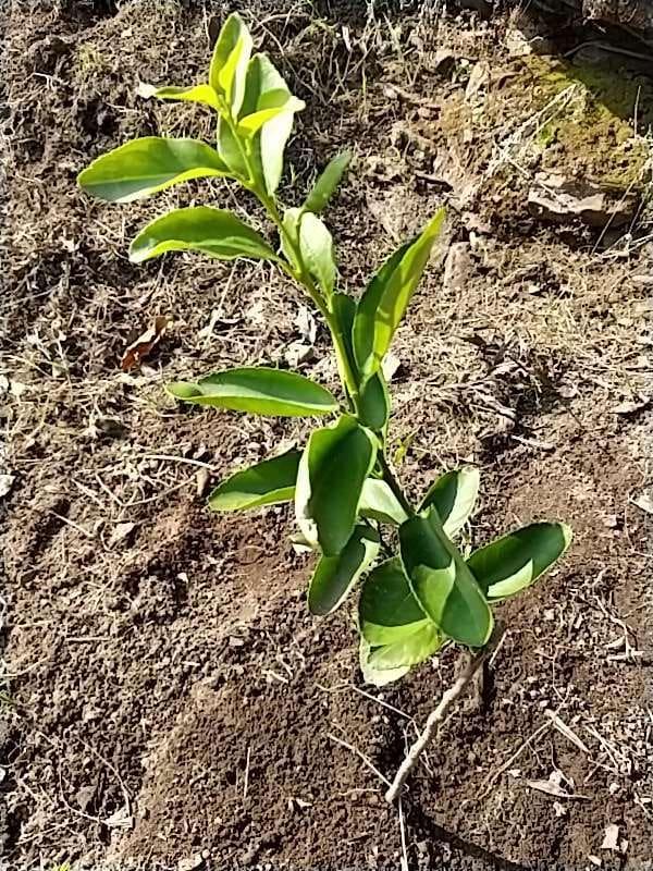 tree image
