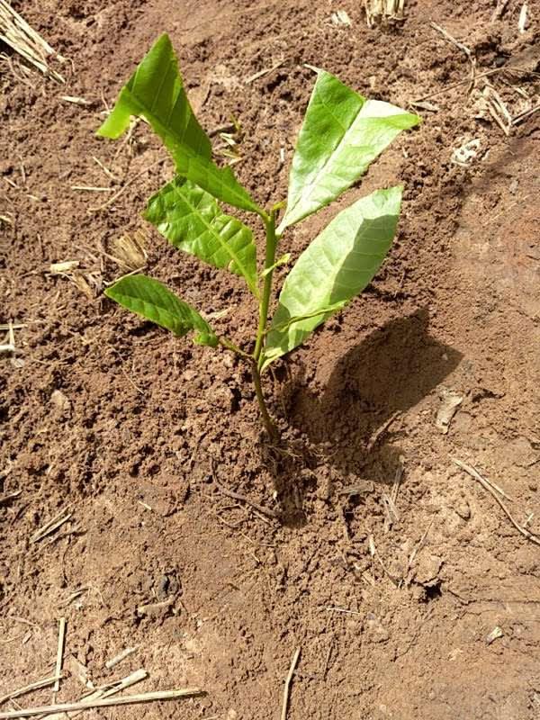tree image