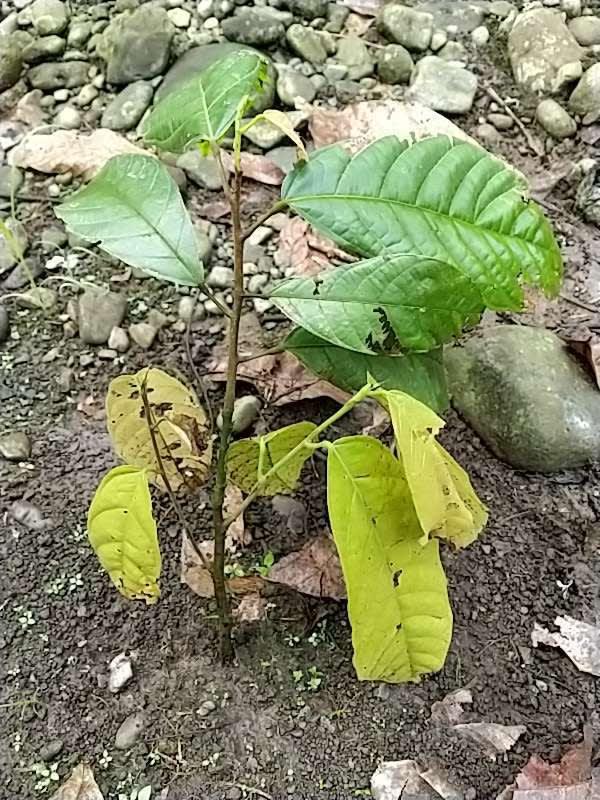 tree image