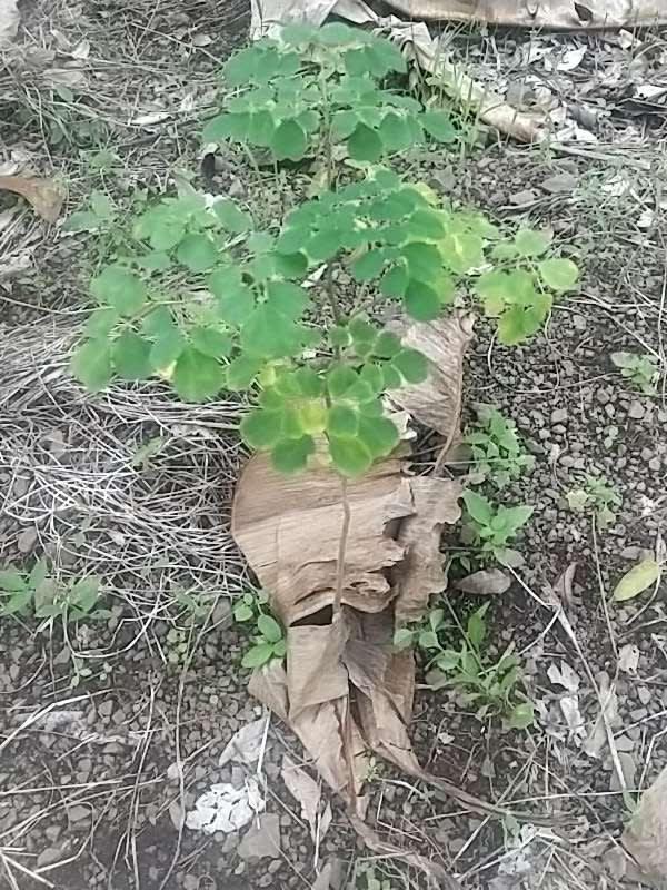 tree image